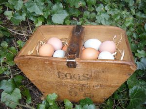 picture of Eggs in basket - click for larger image. Opens in new tab