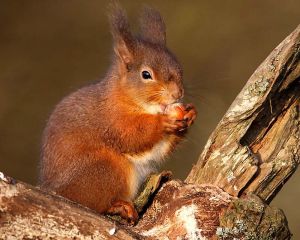 picture of Red Squirrel - click for larger image. Opens in new tab