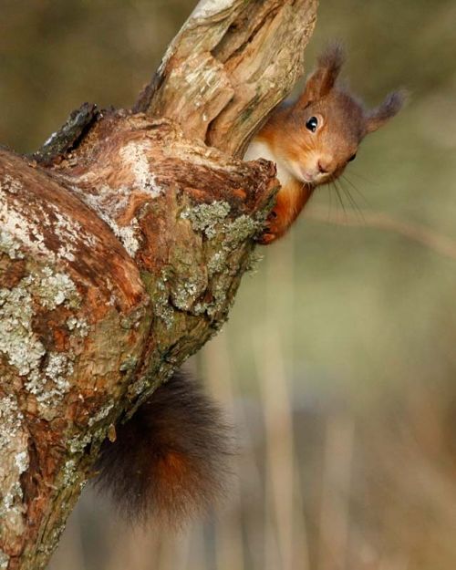 picture of Red Squirrel - click for larger image. Opens in new tab